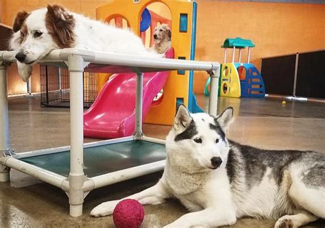 Dog Day Care in Aintree Liverpool .